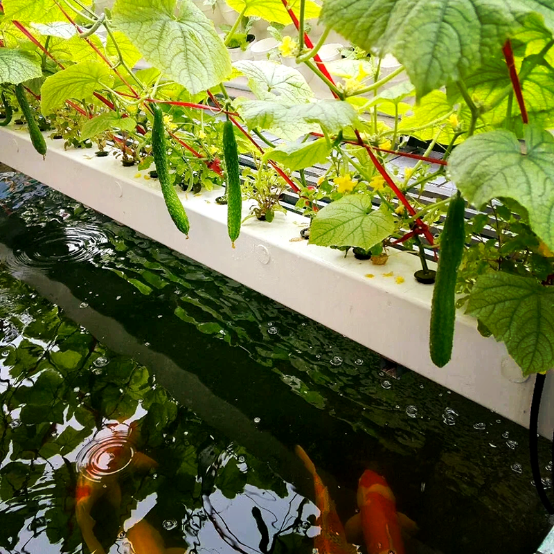 潮州市植物工厂鱼菜共生 - 方案
